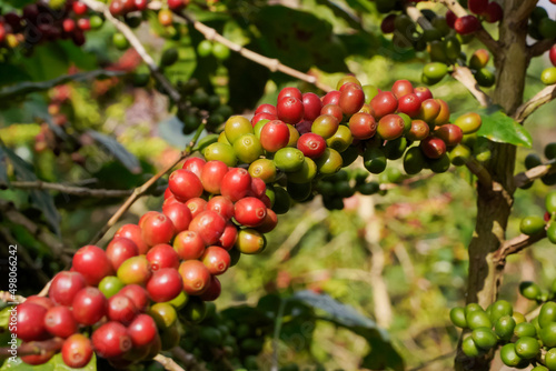 Close-up view of Arabica coffee beans ripe on red berry branches  industrial agriculture on trees in northern Thailand.