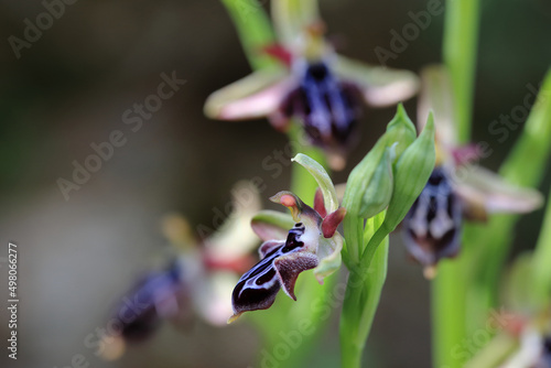 Obraz na płótnie Rare, endemic Cretan bee-orchid (Ophrys cretica ssp. ariadne) on xerothermic grassland in Crete w salonie