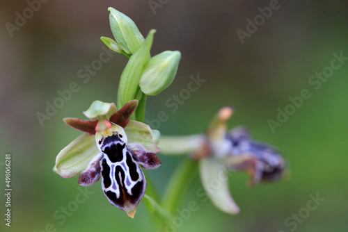 Obraz na płótnie Rare, endemic Cretan bee-orchid (Ophrys cretica ssp. ariadne) on xerothermic grassland in Crete w salonie