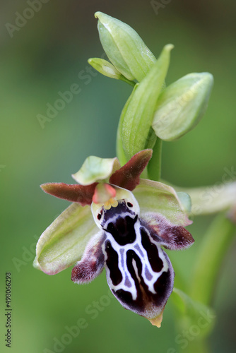 Obraz na płótnie Rare, endemic Cretan bee-orchid (Ophrys cretica ssp. ariadne) on xerothermic grassland in Crete w salonie