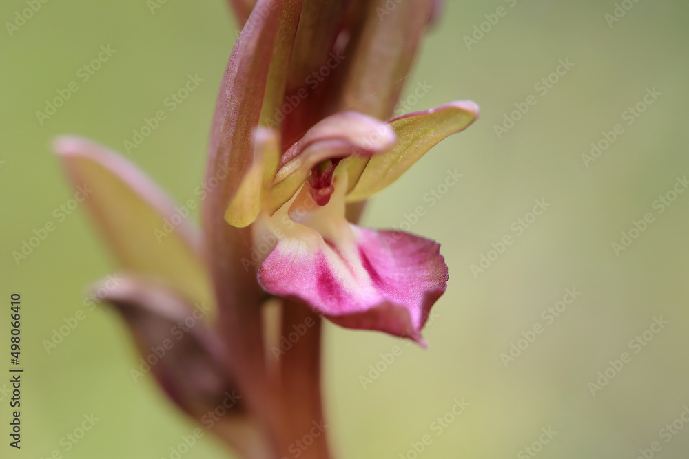 Fan-Lipped Orchid (Orchis collina) on the xerothermic grassland in Crete