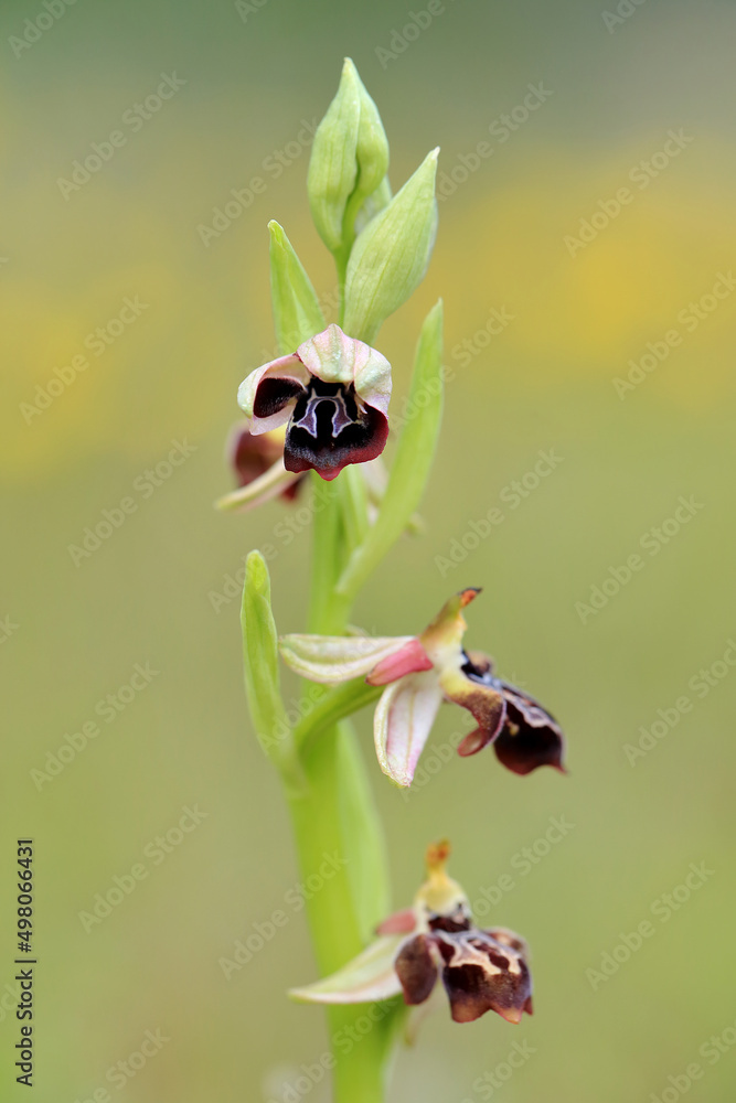 Rare, endemic Cretan bee-orchid (Ophrys cretica ssp. ariadne) on xerothermic grassland in Crete