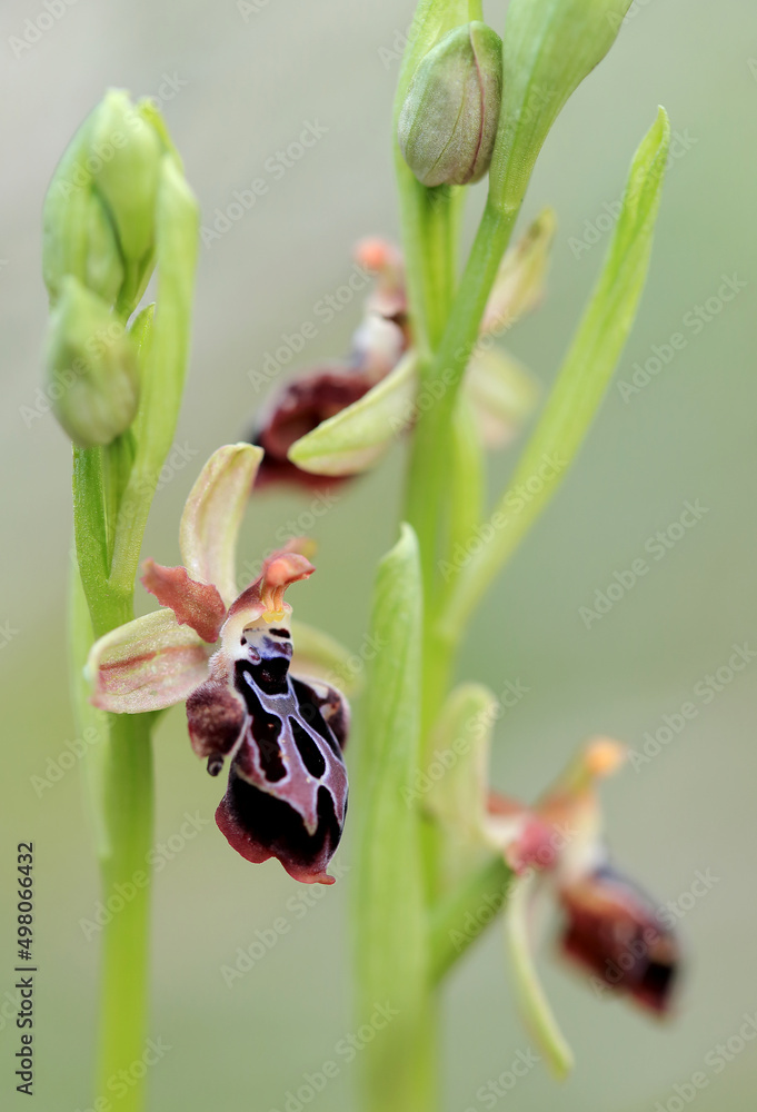 Rare, endemic Cretan bee-orchid (Ophrys cretica ssp. ariadne) on xerothermic grassland in Crete