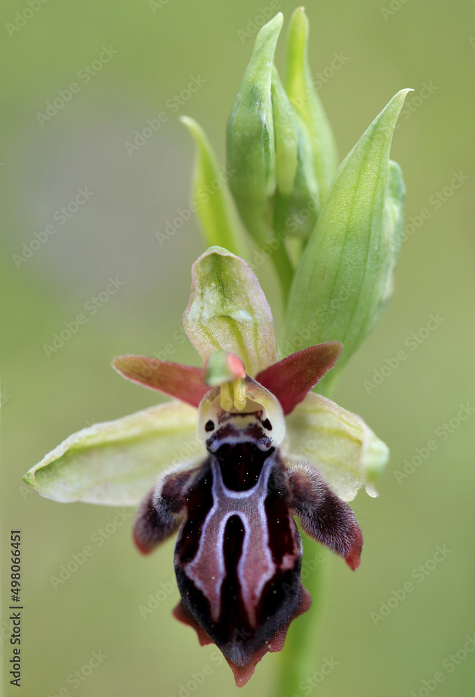 Rare, endemic Cretan bee-orchid (Ophrys cretica ssp. ariadne) on xerothermic grassland in Crete
