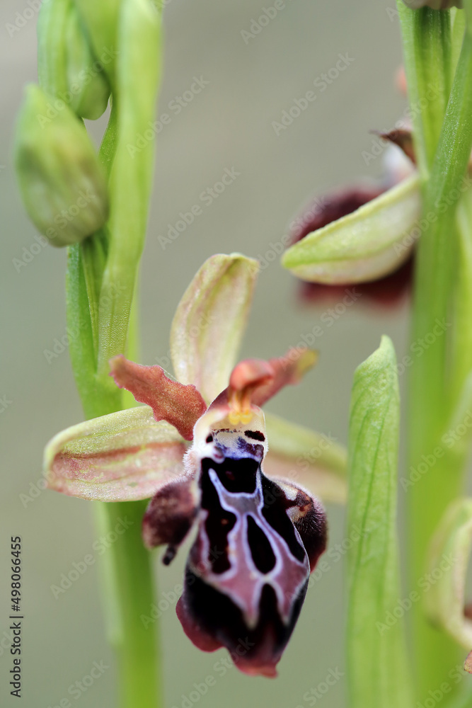 Rare, endemic Cretan bee-orchid (Ophrys cretica ssp. ariadne) on xerothermic grassland in Crete