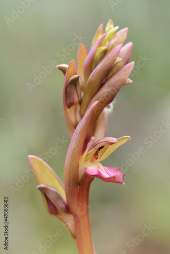 Obraz na płótnie Fan-Lipped Orchid (Orchis collina) on the xerothermic grassland in Crete w salonie