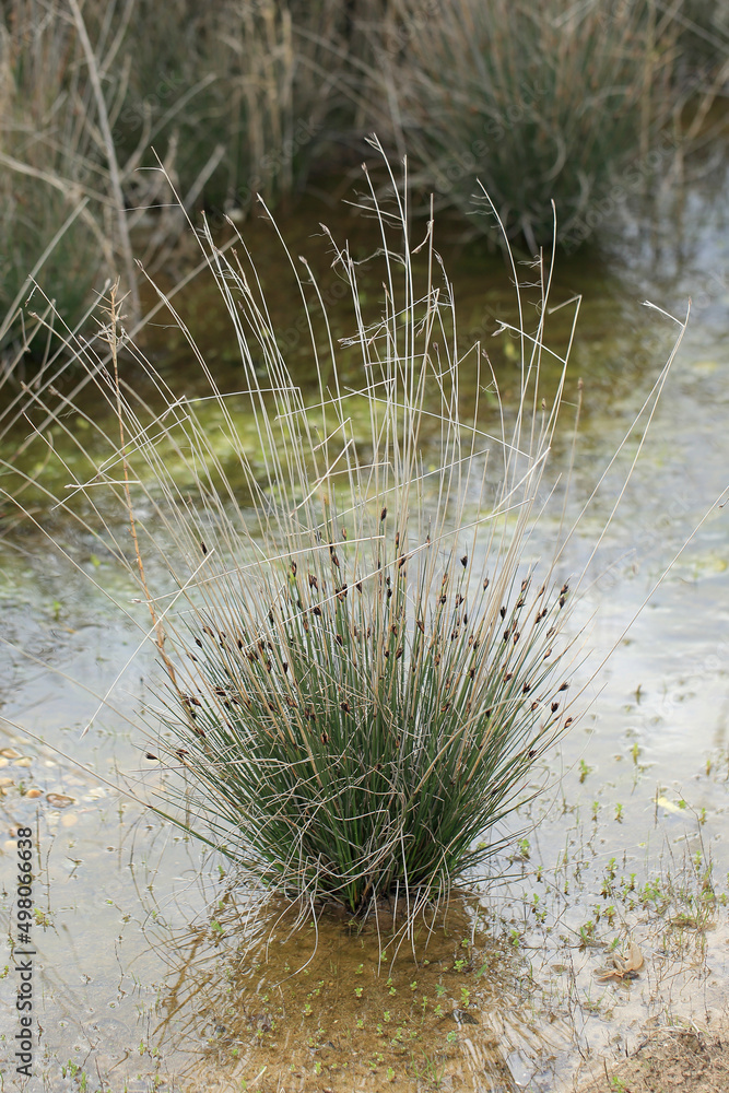 The Black bog rush on the salt beach near Episkopi (Crete, Greece)