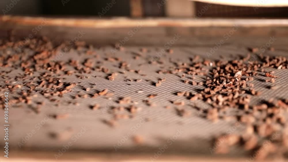 Cleaning cone seeds. Production of cone seeds. Deprotection of cone seeds Cleaning cone seeds. Production of cone seeds. Deprotection of cone seeds
