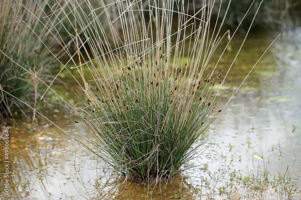 The Black bog rush on the salt beach near Episkopi (Crete, Greece)
