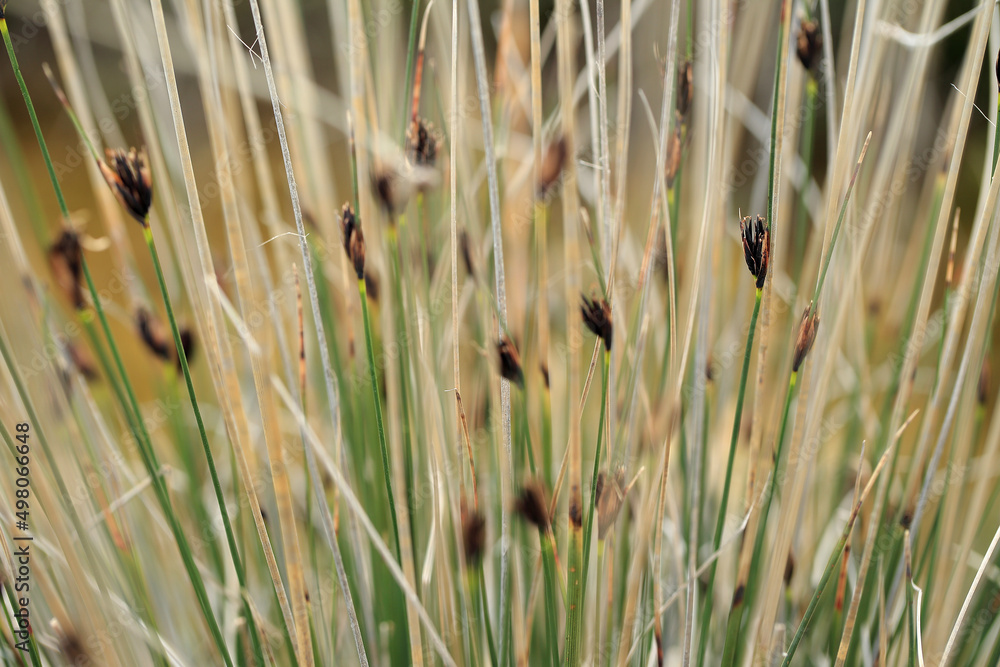 The Black bog rush on the salt beach near Episkopi (Crete, Greece)