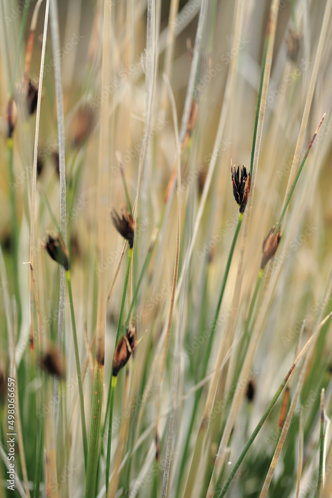 The Black bog rush on the salt beach near Episkopi (Crete, Greece)