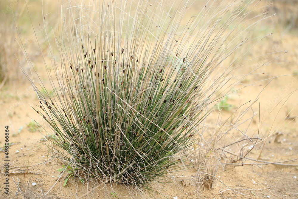 The Black bog rush on the salt beach near Episkopi (Crete, Greece)
