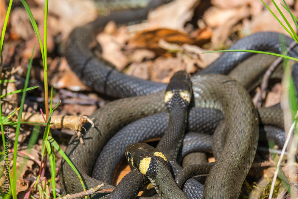 Group with Grass snakes that are lying in the sun and sunbathing Group with Grass snakes that are lying in the sun and sunbathing