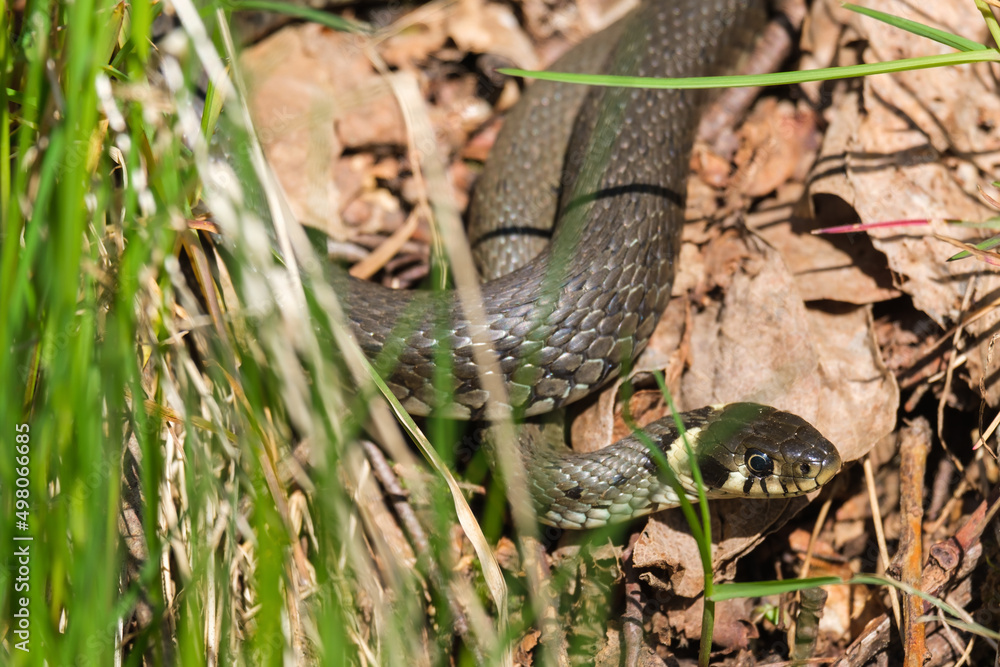 Grass snake in the grass a sunny day Grass snake in the grass a sunny day