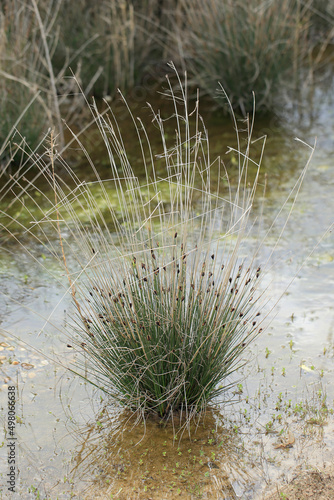 Obraz na płótnie The Black bog rush on the salt beach near Episkopi (Crete, Greece) w salonie
