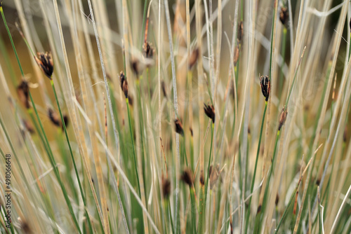 Obraz na płótnie The Black bog rush on the salt beach near Episkopi (Crete, Greece) w salonie