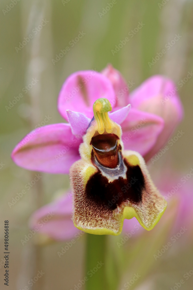 Saw-fly Orchid (Ophrys tenthredinifera) on xerothermic grassland in Crete