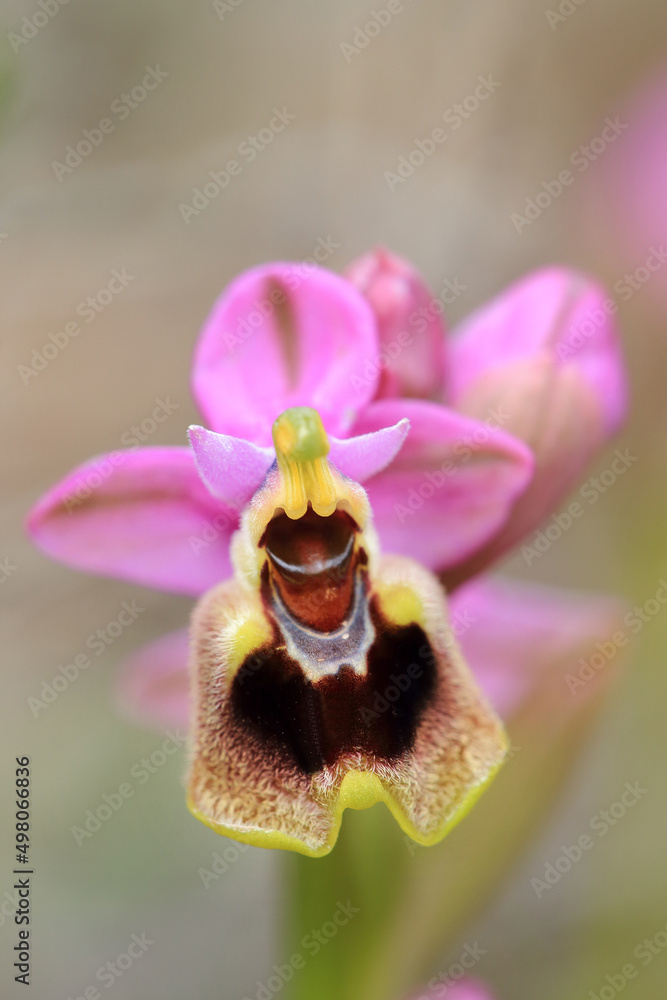 Saw-fly Orchid (Ophrys tenthredinifera) on xerothermic grassland in Crete