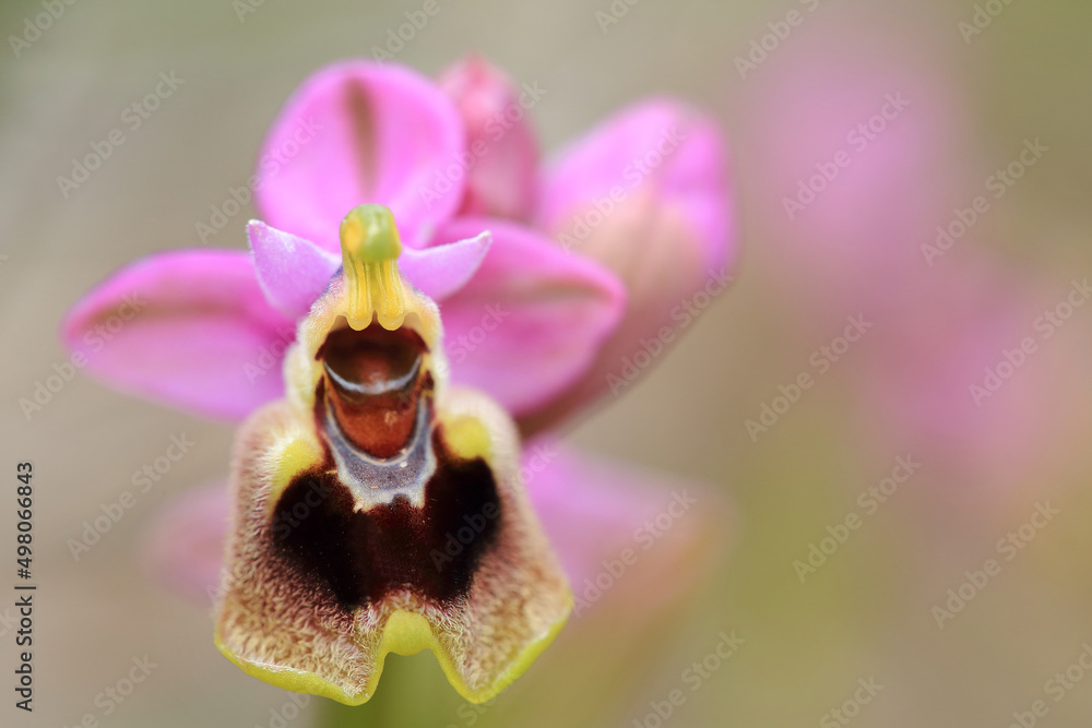 Saw-fly Orchid (Ophrys tenthredinifera) on xerothermic grassland in Crete