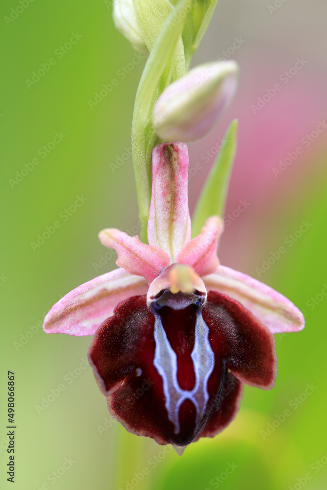 Spruner's Bee Orchid (Ophrys spruneri) on xerothermic grassland in Crete