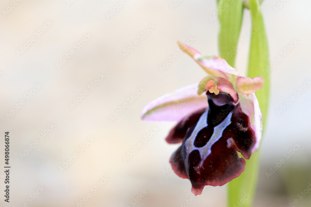 Spruner's Bee Orchid (Ophrys spruneri) on xerothermic grassland in Crete