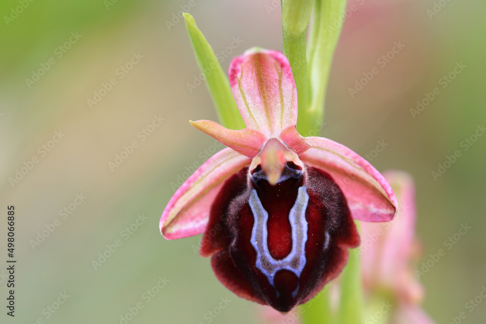 Spruner's Bee Orchid (Ophrys spruneri) on xerothermic grassland in Crete