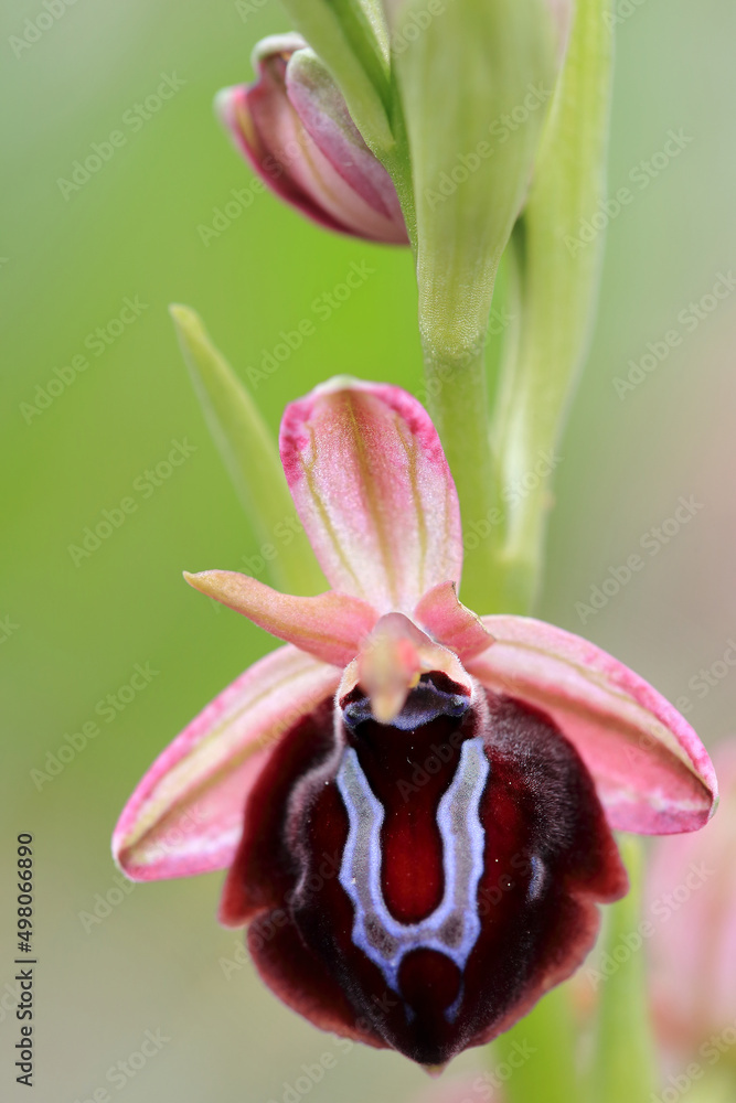 Spruner's Bee Orchid (Ophrys spruneri) on xerothermic grassland in Crete