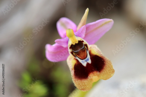 Saw-fly Orchid (Ophrys tenthredinifera) on xerothermic grassland in Crete photo