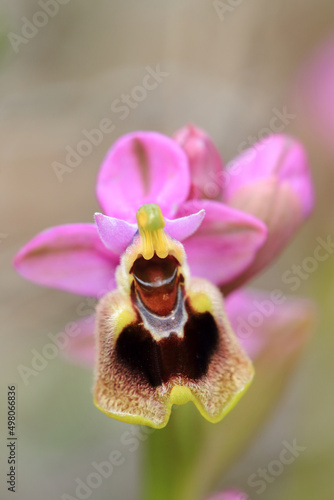 Obraz na płótnie Saw-fly Orchid (Ophrys tenthredinifera) on xerothermic grassland in Crete w salonie