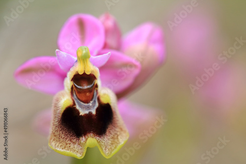 Obraz na płótnie Saw-fly Orchid (Ophrys tenthredinifera) on xerothermic grassland in Crete w salonie