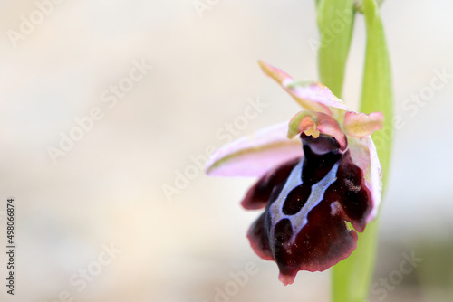 Obraz na płótnie Spruner's Bee Orchid (Ophrys spruneri) on xerothermic grassland in Crete w salonie