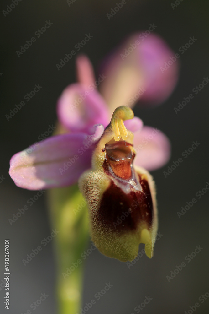 Saw-fly Orchid (Ophrys tenthredinifera) on xerothermic grassland in Crete