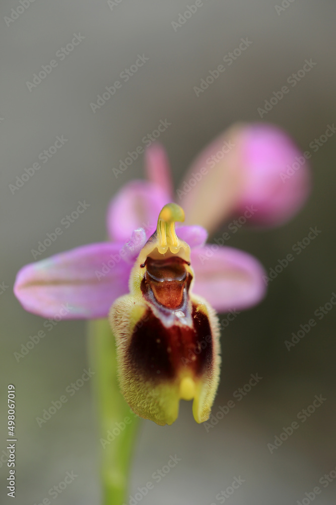 Saw-fly Orchid (Ophrys tenthredinifera) on xerothermic grassland in Crete