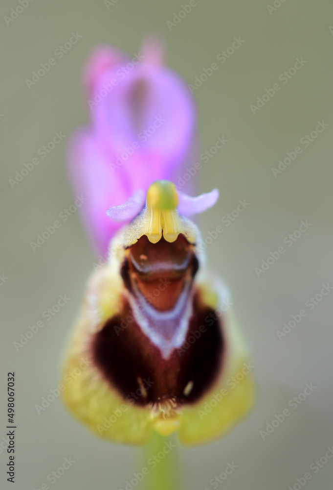 Saw-fly Orchid (Ophrys tenthredinifera) on xerothermic grassland in Crete
