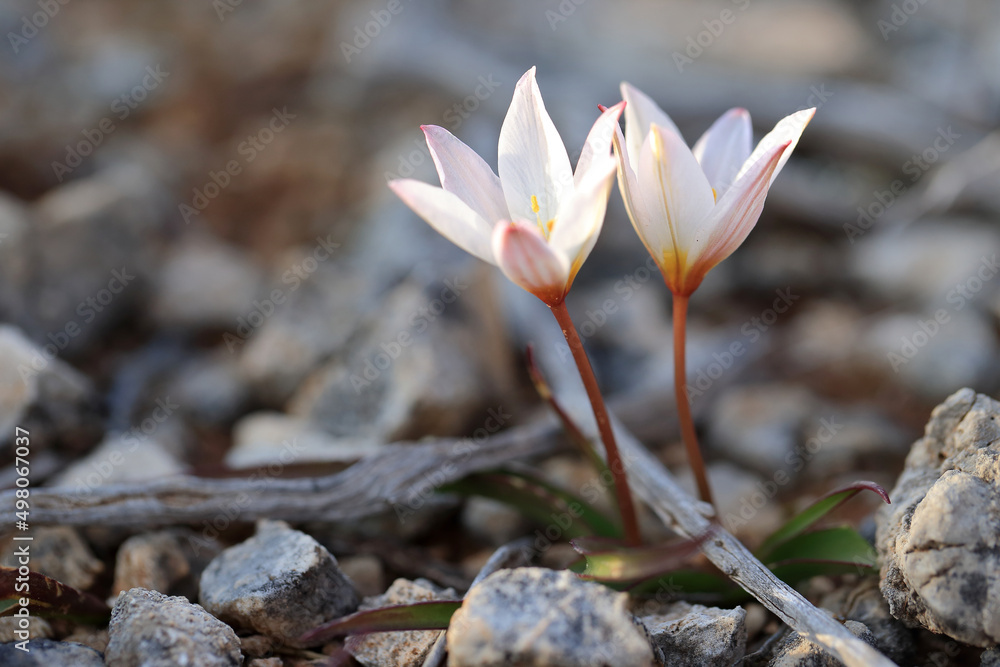 Endemic and rare Cretan tulip (Tulipa cretica) on xerothermic grassland in Crete.