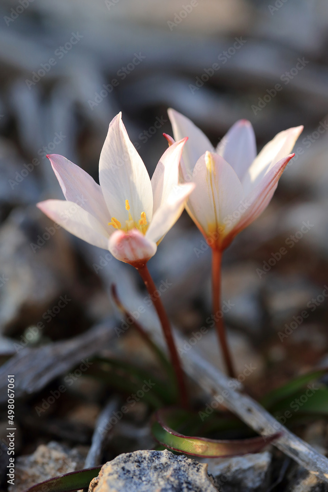 Endemic and rare Cretan tulip (Tulipa cretica) on xerothermic grassland in Crete.