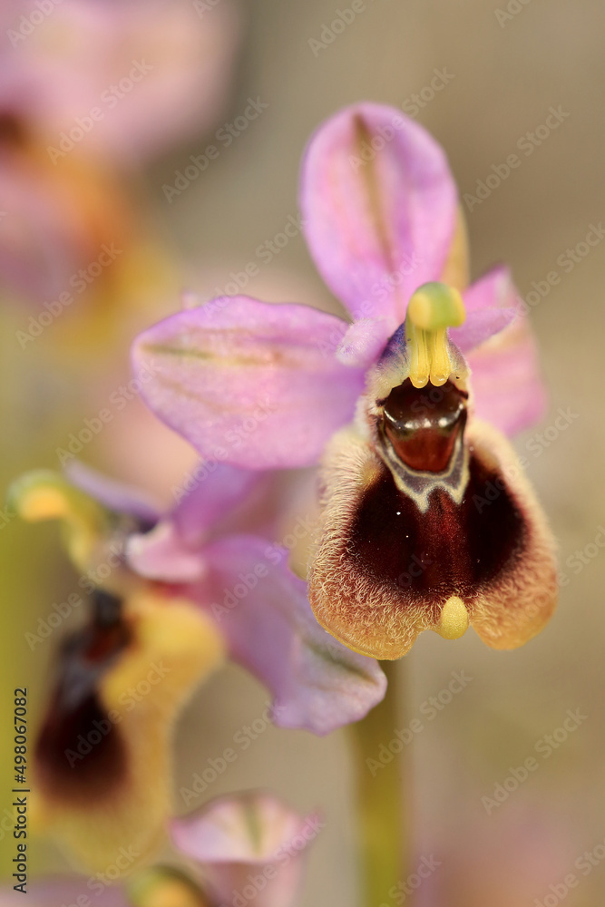 Saw-fly Orchid (Ophrys tenthredinifera) on xerothermic grassland in Crete