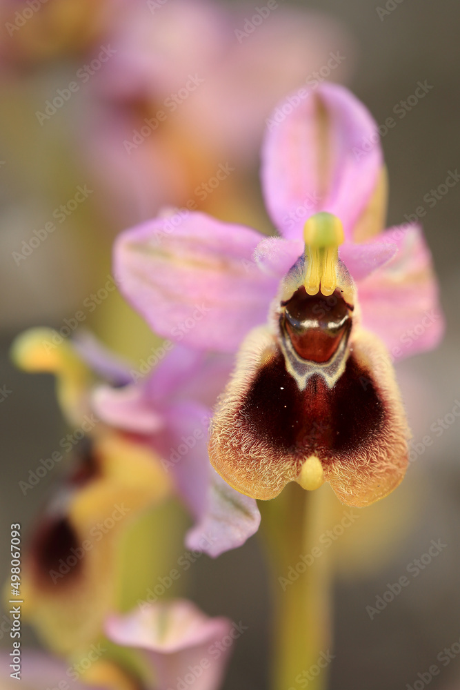 Saw-fly Orchid (Ophrys tenthredinifera) on xerothermic grassland in Crete