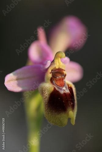 Obraz na płótnie Saw-fly Orchid (Ophrys tenthredinifera) on xerothermic grassland in Crete w salonie