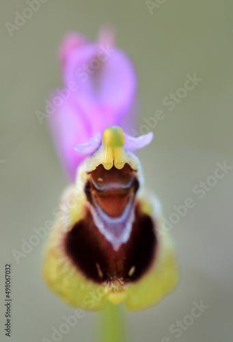 Obraz na płótnie Saw-fly Orchid (Ophrys tenthredinifera) on xerothermic grassland in Crete w salonie