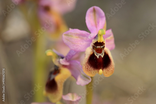 Foto Saw-fly Orchid (Ophrys tenthredinifera) on xerothermic grassland in Crete