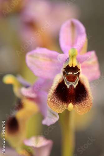 Obraz na płótnie Saw-fly Orchid (Ophrys tenthredinifera) on xerothermic grassland in Crete w salonie