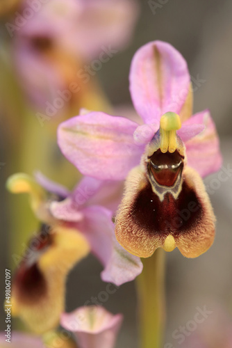 Obraz na płótnie Saw-fly Orchid (Ophrys tenthredinifera) on xerothermic grassland in Crete w salonie