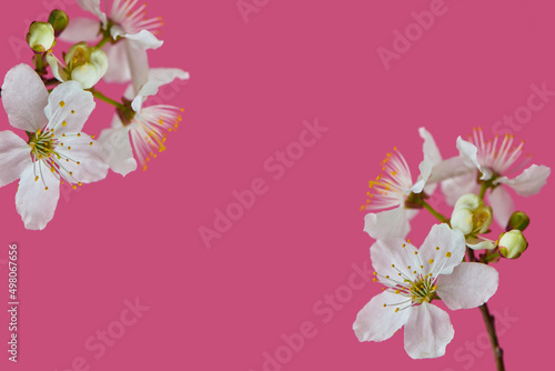 blossoming tree branch apricots on a bright pink background, banner for advertising