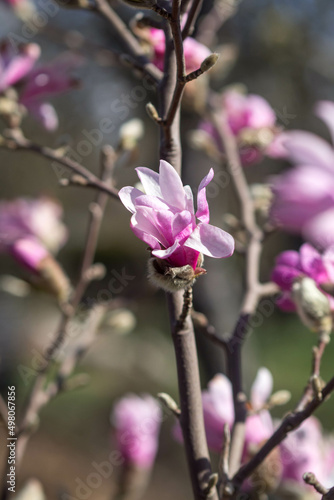 Magnolien blühen im Frühjahr