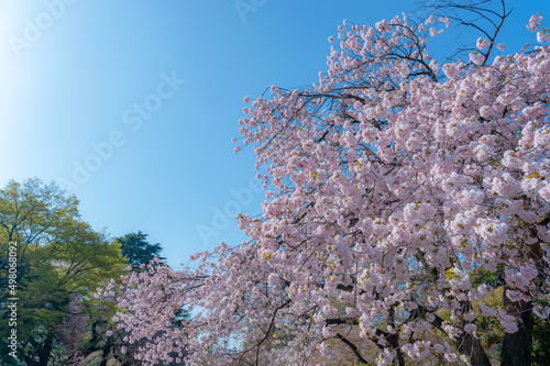 Wallpaper Mural 東京都新宿区にある新宿御苑に咲く満開の桜の景色 Torontodigital.ca
