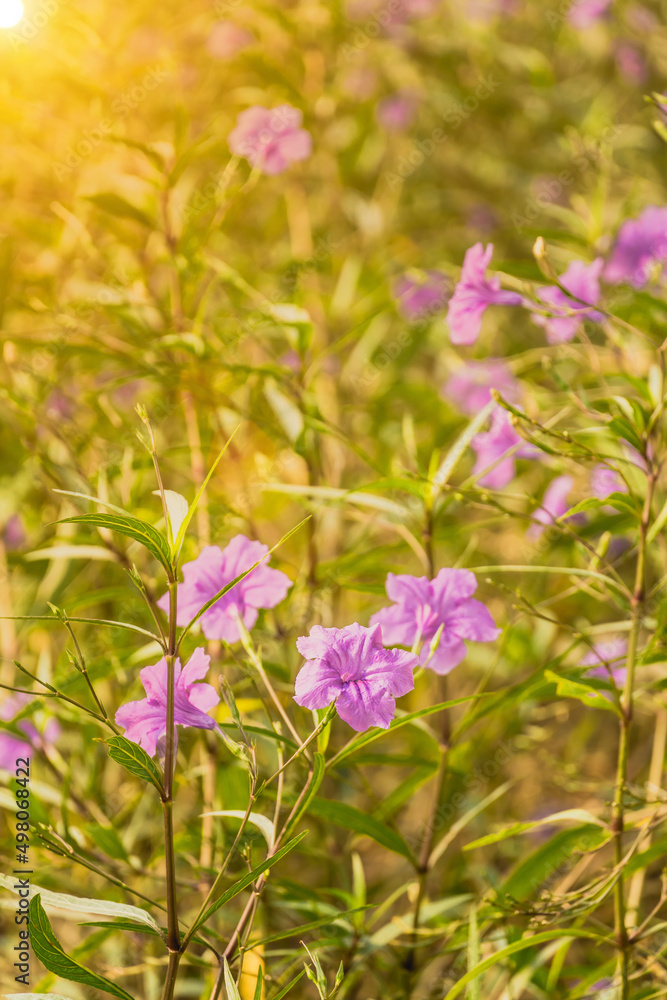Field of purple flowers in the morning sun Field of purple flowers in the morning sun
