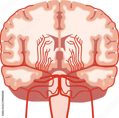 brain