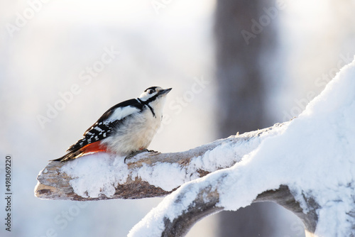 Great spotted woodpecker pecking wood on a cold winter day in taiga forest	