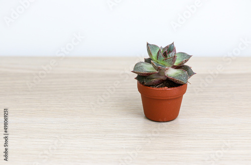 Small succulent house plant (Echeveria purpusorum) in a small brown pot on the right side of wooden desk